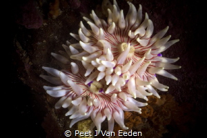 A close bond between 2 violet spotted sea anemones by Peet J Van Eeden 